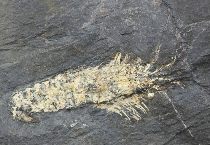 Carboniferous Shrimp-Like Crustacean (Tealliocaris) - Scotland #44405